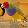 Mascotas Diamante de Gould: arcoíris