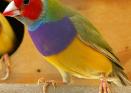 Diamante de Gould: arcoíris