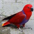 Mascotas Eclectus: el loro del Barça