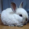 Mascotas Enano Holandés: bebé de por vida