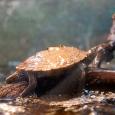 Mascotas Falsa Tortuga Mapa: competencia en el Mississipi