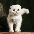 Mascotas Foldex: mitad gato, mitad búho