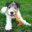 Mascotas Fox Terrier: el perrito de Tintín
