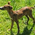 Mascotas Galgo Español: corre que se las pela