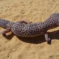 Mascotas Gecko Leopardo: el elegido