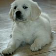 Mascotas Golden Retriever: el lazarillo de tu casa