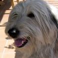 Mascotas Gos D´atura: pastor modélico