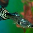 Mascotas Guppy: cola de abanico