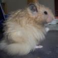 Mascotas Hámster de Angora: melena al viento