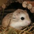 Mascotas Hámster Roborovsky: el pequeño rey del desierto