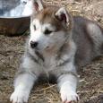Mascotas Husky Siberiano: Sube, que te llevo