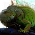 Mascotas Iguana Verde: más buena que el pan