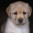 Mascotas Labrador Retriever: más que el perro de Scottex
