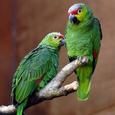 Mascotas Loro del Amazonas: mascota de por vida