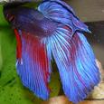 Mascotas Betta Splendens: guerrero asiático