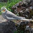 Mascotas Ninfa: la rubia crestada