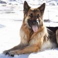 Mascotas Pastor Alemán: el perro multiusos