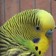 Mascotas Periquito australiano: la unión hace la fuerza