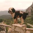 Mascotas Perro de aguas: el cavernícola rizoso