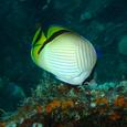 Mascotas Mariposa: familia entre el coral