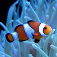Mascotas Payaso: encontrando a Nemo