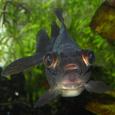 Mascotas Telescopio: ojos saltones