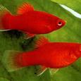Mascotas Platy: el más popular