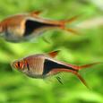Mascotas Rasbora Arlequín: omnipresente