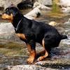 Rottweiler: carácter alemán