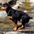Mascotas Rottweiler: carácter alemán