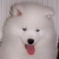 Mascotas Samoyedo: belleza ártica