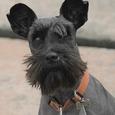 Mascotas Schnauzer: escoge tu tamaño