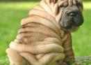 Shar-Pei: todo arrugas