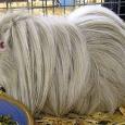 Mascotas Sheltie: el antiguo Angora