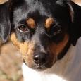 Mascotas Terrier Brasileño: el pequeño todoterreno