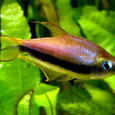 Mascotas Tetra Emperador: máxima elegancia
