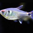 Mascotas Tetra Farolito: linterna de emergencia