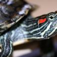 Mascotas Tortuga de Florida: ¡qué bien me come!