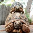 Mascotas Tortuga Estrellada: caparazón digno de museo