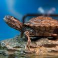Mascotas Tortuga Mapa del Mississipi: sola ante el peligro