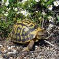 Mascotas Tortuga Mediterránea: cultura playera