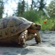 Mascotas Tortuga Mora: desplazada de su hábitat