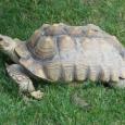 Mascotas Tortuga Sulcata: peso pesado