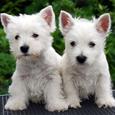 Mascotas Westie Terrier: el peluche escocés