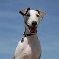 Mascotas Whippet: lo mejor de cada casa