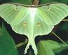 assets/images/ociofuera/a/actias_luna.jpg