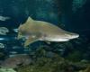 assets/images/ociofuera/b/bcn_aquarium_ok.jpg