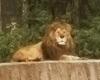 assets/images/ociofuera/f/foto-animal-leon-atlas.jpg