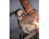 assets/images/ociofuera/l/loroparque_ok.jpg