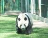 assets/images/ociofuera/p/panda.jpg